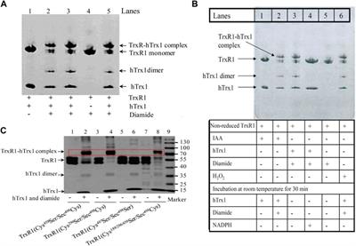 The C-terminal selenenylsulfide of extracellular/non-reduced thioredoxin reductase endows this protein with selectivity to small-molecule electrophilic reagents under oxidative conditions